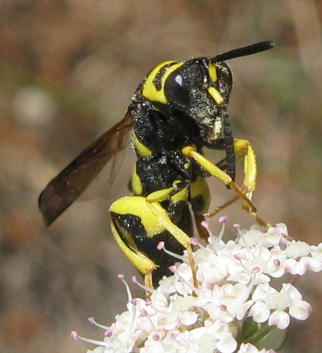 Siricidae ?? No, Leucospis gigas